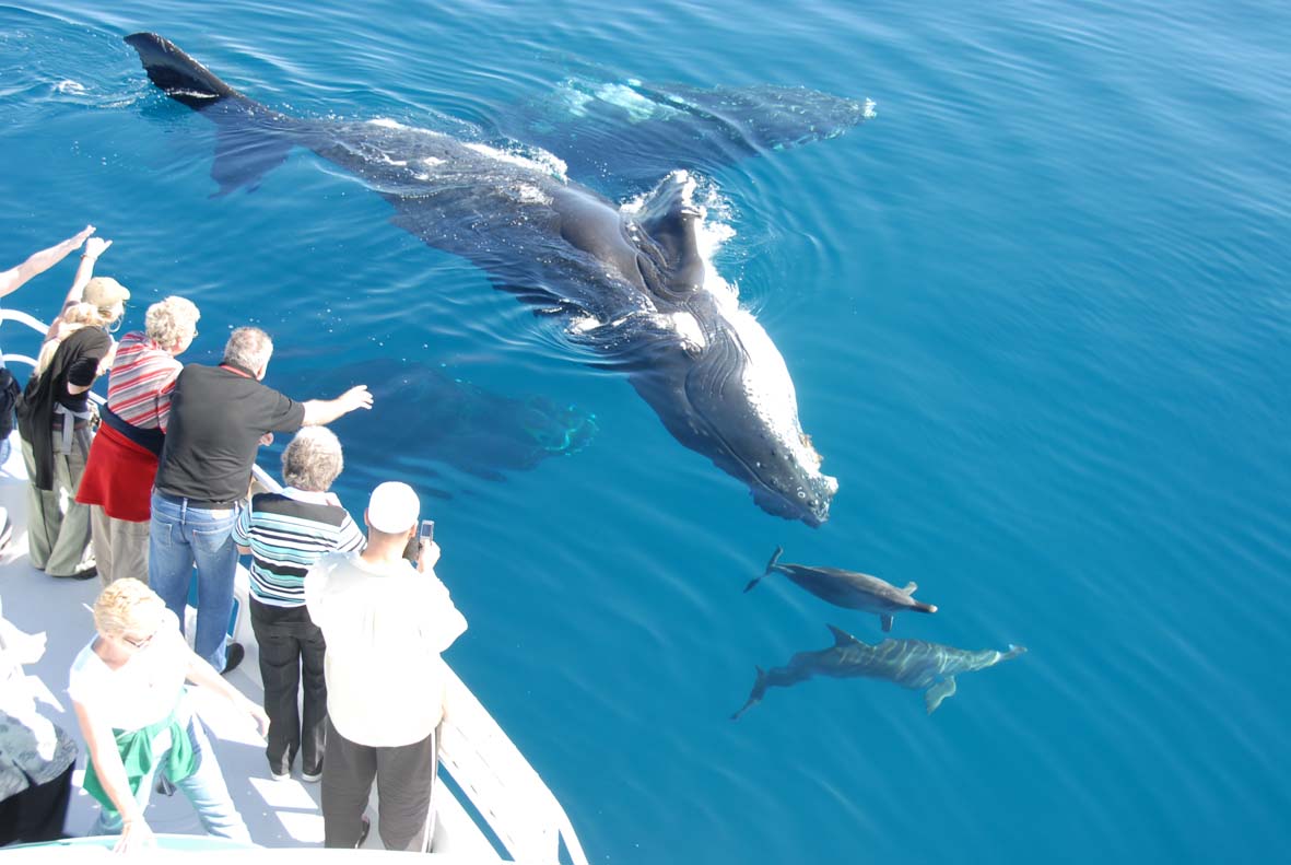 Hervey Bay Whale Search and Dolphin Watch [Video]