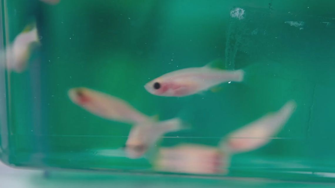 Zebrafish could be the key to cure cancer [Video]