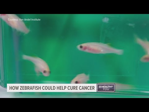 These tiny fish could be the cure to cancer [Video]
