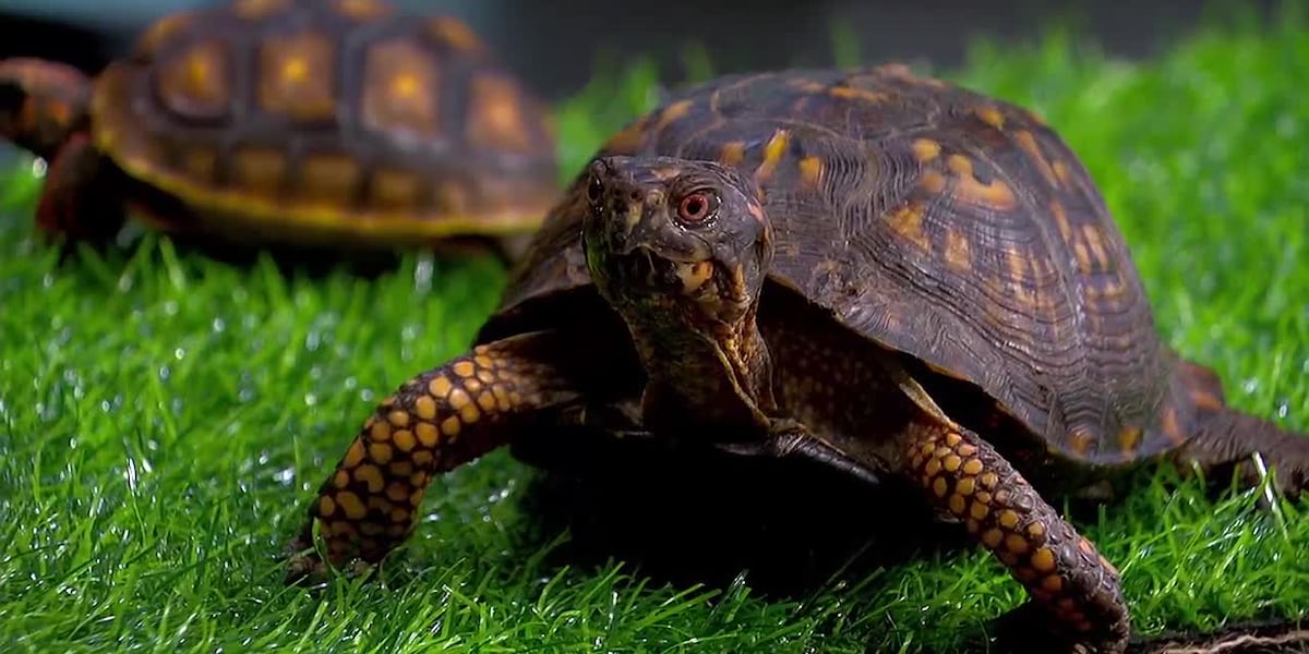 Turtles & tortoises as pets: what to know [Video]