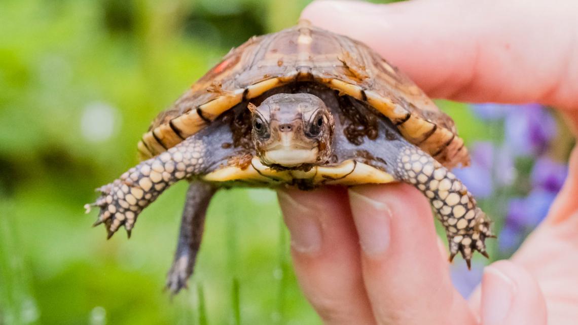 John Ball Zoo releases 24 eastern box turtles into the wild [Video]