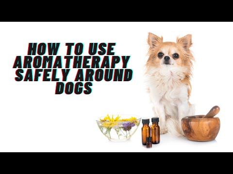 How to use aromatherapy safely around dogs [Video]