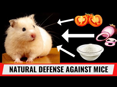 7 Natural Remedies Will Keep Mice Away Forever [Video]