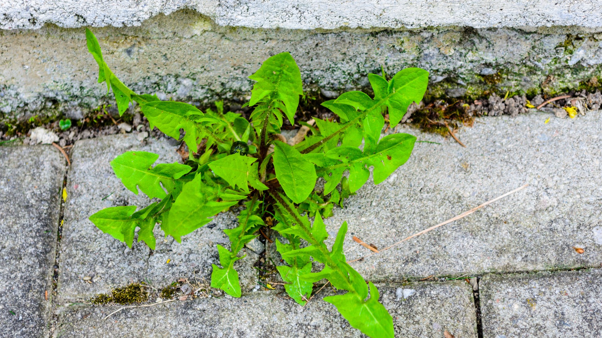 How to banish weeds from your driveway using three cheap items already in your cupboard – including a 35p Tesco buy [Video]