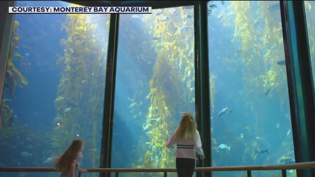 Monterey Bay Aquarium is giving free tickets to certain guests [Video]