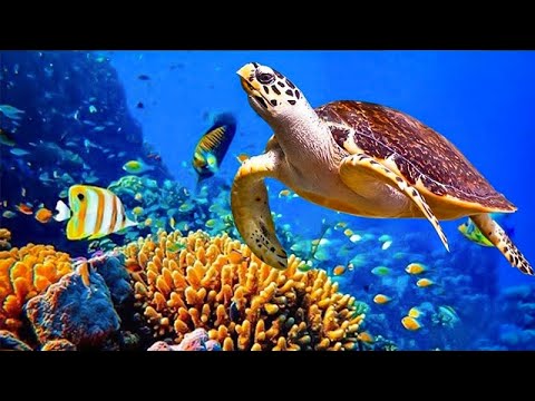 Relaxing Music For Stress Relief, Anxiety and Depressive States 🐬 Heal Mind, Body and Soul [Video]
