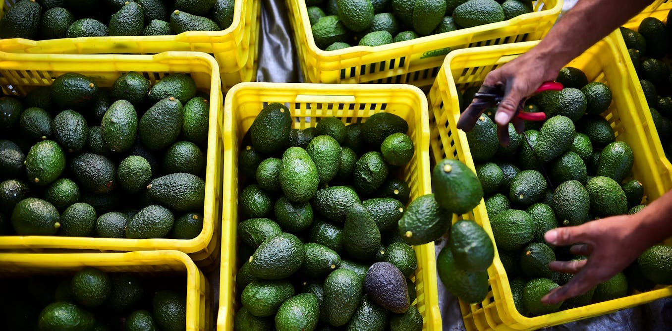 Avocados are a green gold export for Mexico, but growing them is harming forests and waters [Video]