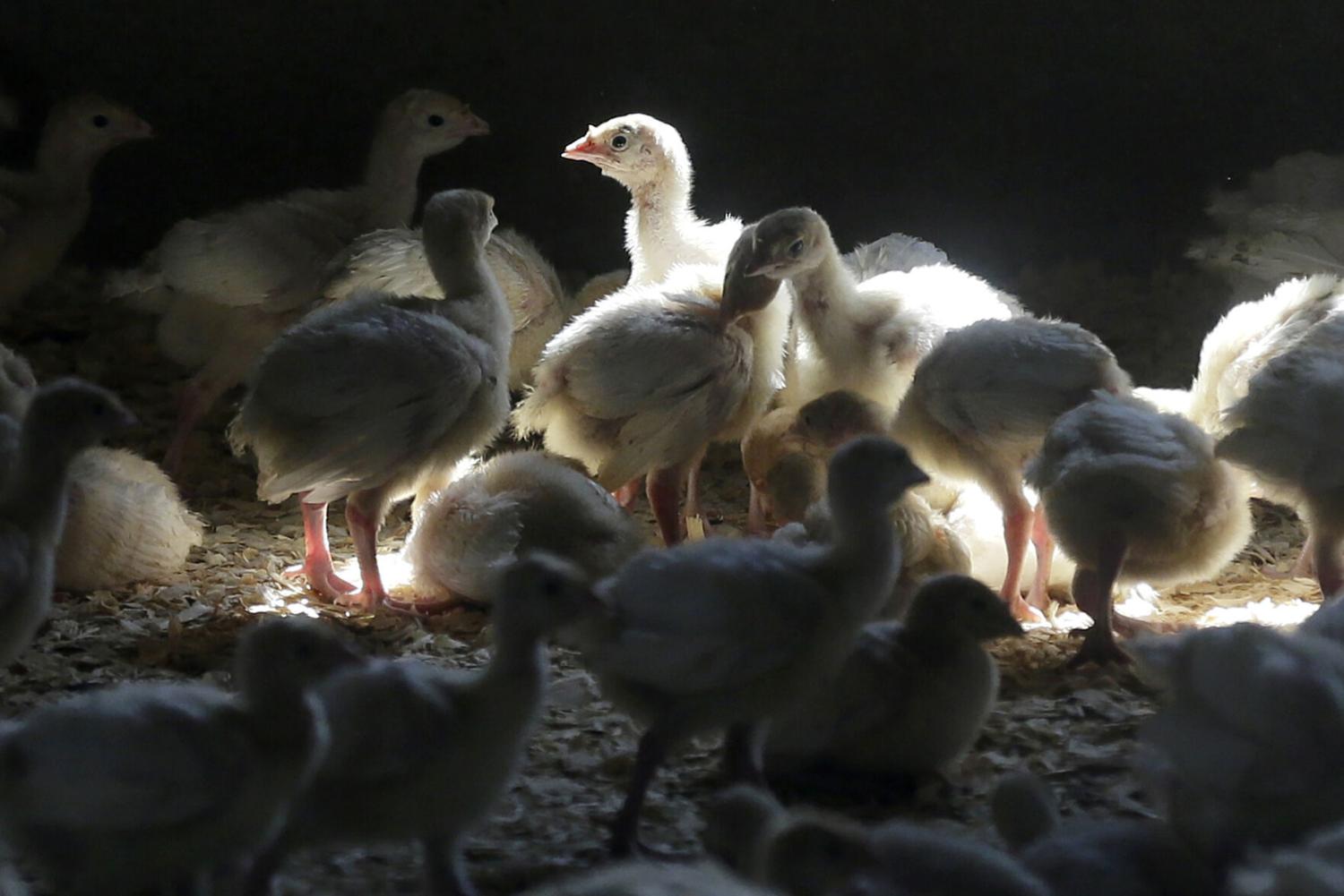 Bird flu detected in Sioux County flock [Video]