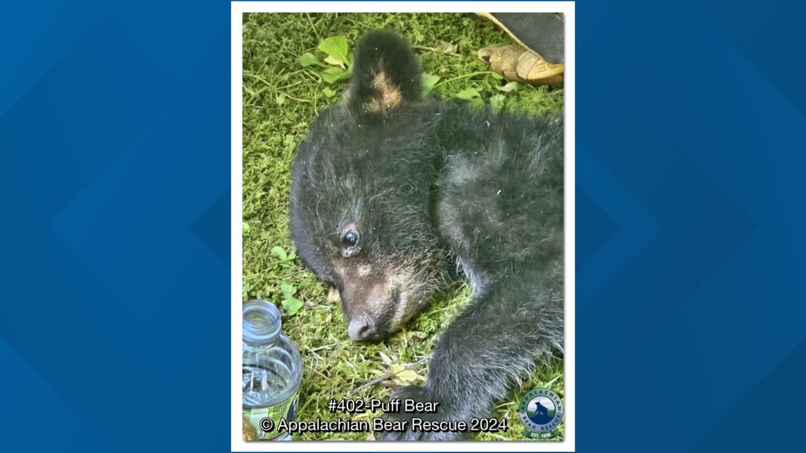 Appalachian Bear Rescue asking for donations for injured bear cub [Video]