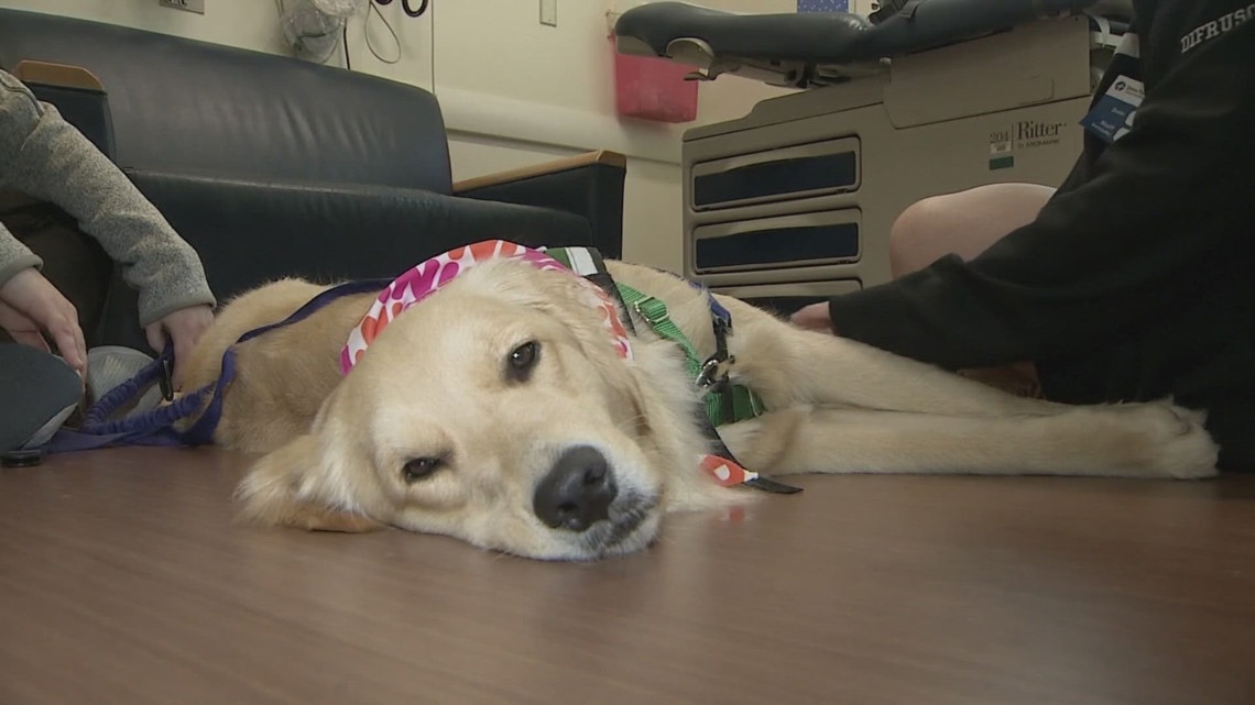 Therapy dog joins the team at Dana-Farber Cancer Institute [Video]