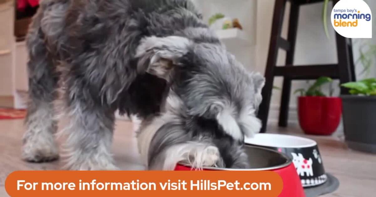 Expert Tips to Support and Celebrate Aging Pets [Video]