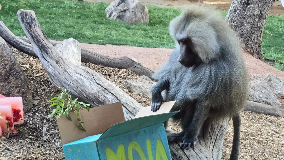 Meet Moja, a baboon at the Phoenix Zoo turning 24 years old [Video]