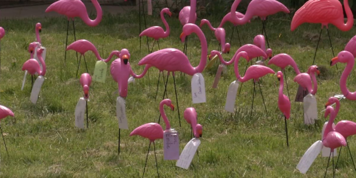 Flamingos bring flocks of love to Keystone family [Video]