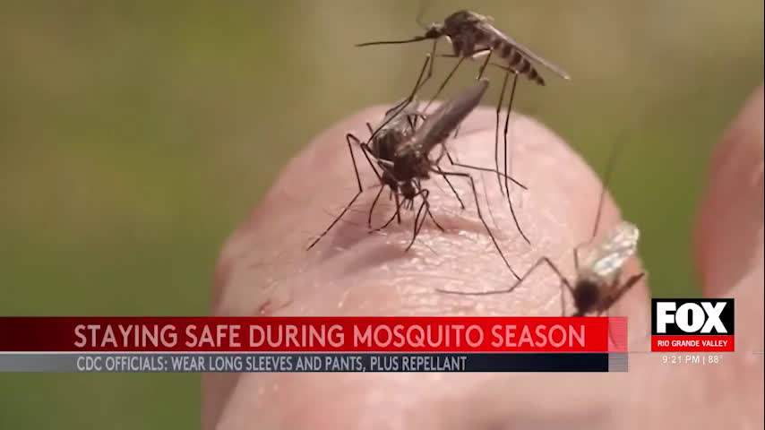 Beat The Bite: Essential Mosquito Prevention Tips For Summer [Video]