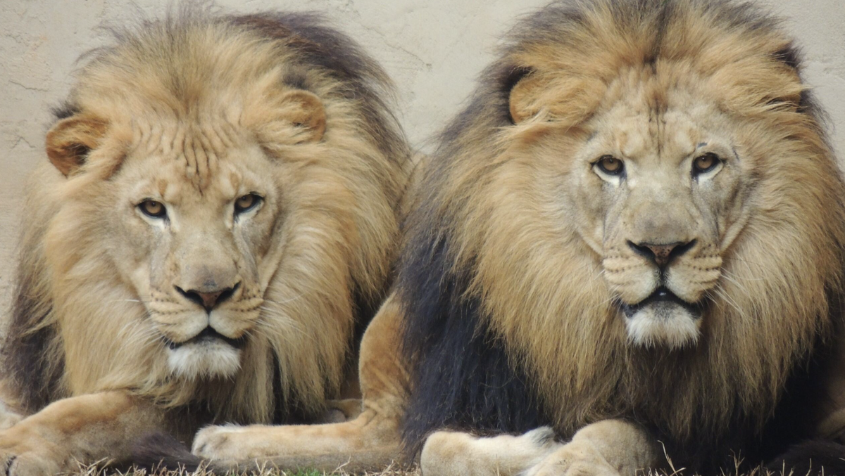 Greenville Zoo euthanizes remaining African lion [Video]