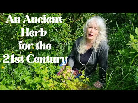 An Ancient Herb for the 21st Century [Video]