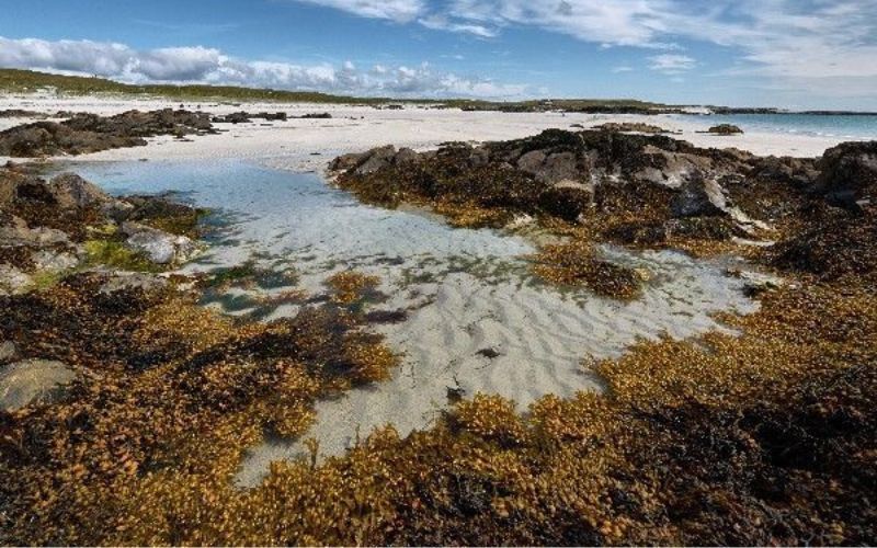 The health benefits of Irish moss or seaweed [Video]