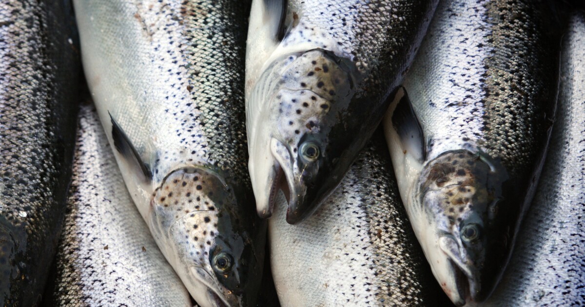 Michigan kills 31,000 Atlantic salmon after they catch disease at hatchery [Video]