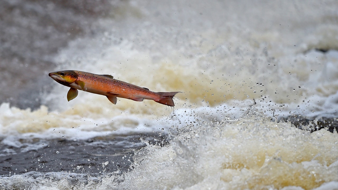 Michigan kills 31,000 salmon after they contracted disease at hatchery [Video]
