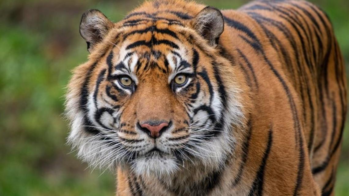 Tiger living at Point Defiance Zoo & Aquarium euthanized [Video]