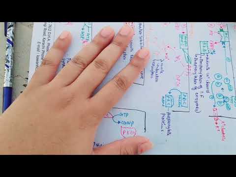 guyton chapter 75 part 4  | transmembrane receptor | 2nd year MBBS |endocrine physiology [Video]