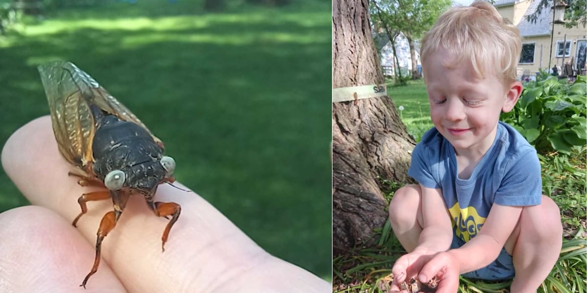 4-year-old boy finds ‘one in a million’ blue-eyed cicada [Video]