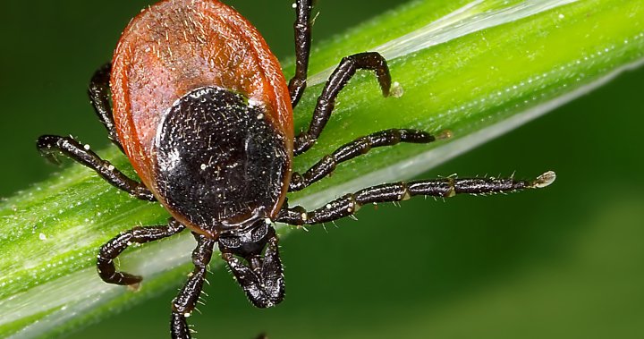 Lyme disease cases are rising. We dont have a vaccine  but we used to – National [Video]