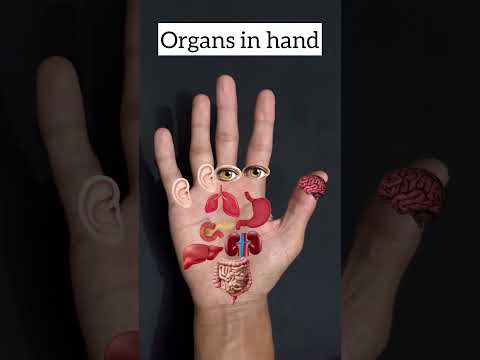 Organs in hand (hand Reflexology ) [Video]