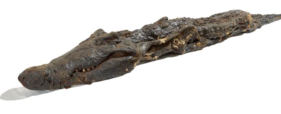 Preserving the Crocodile Mummy at The British Museum (Video)