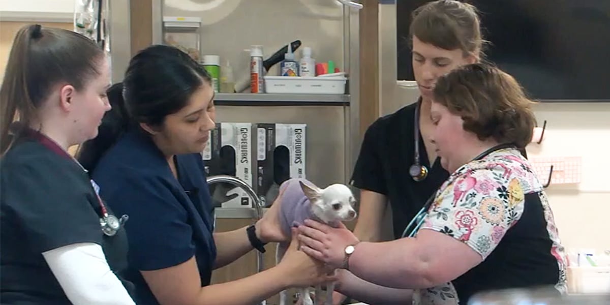 Portland Community College vet tech grads get hands-on learning at Oregon Humane Society [Video]