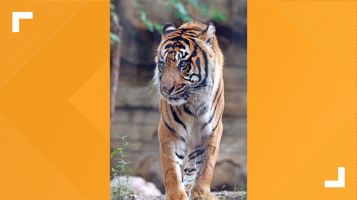Cameron Park Zoo announces passing of male Sumatran Tiger Kucing [Video]