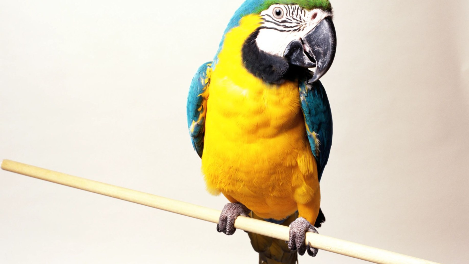 From a sorry looking parrot to a cat that loves to bite – your pet queries answered [Video]