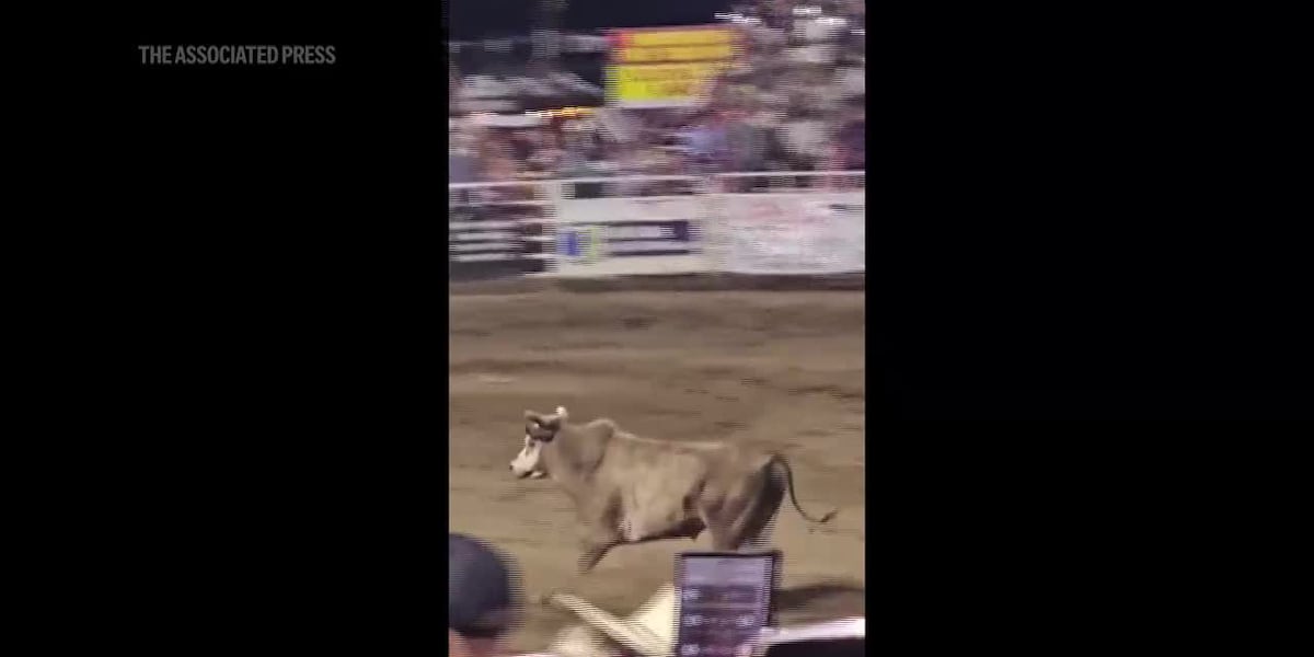 Rodeo fan records video of bull as it ‘goes right over’ fence into crowd