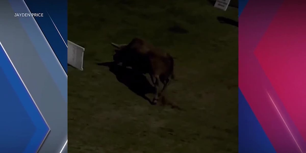 Bull jumps fence at rodeo arena, sending fans running for safety [Video]