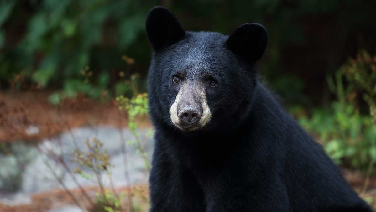Vermont outlaws sale of specific bear body parts [Video]