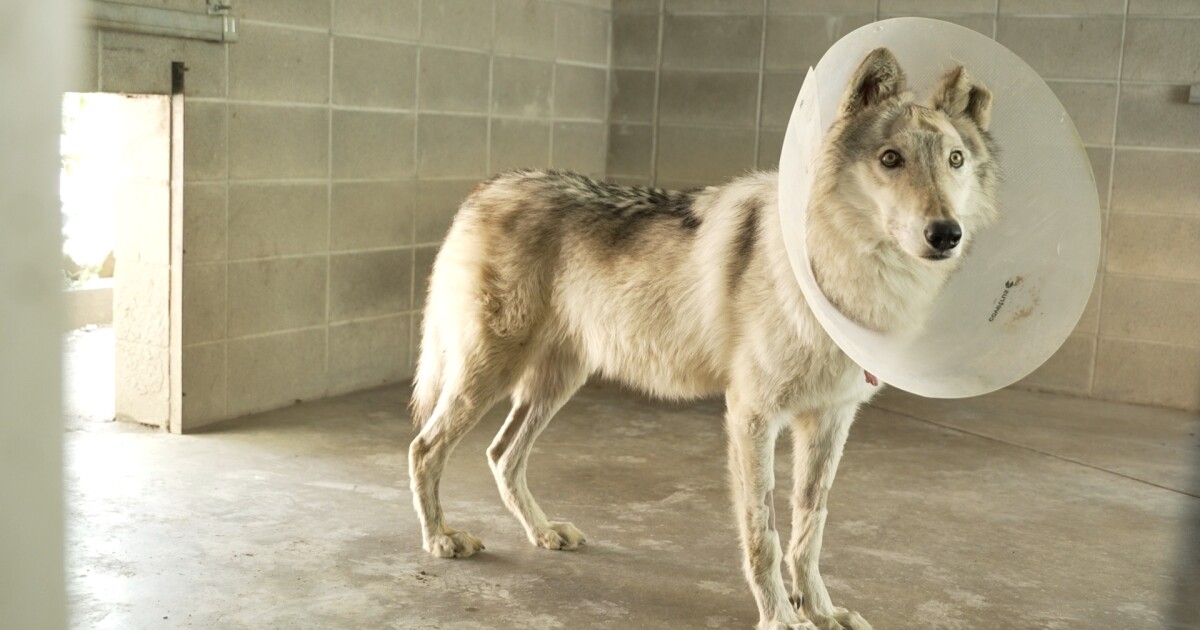 Simpson’s Surgery: Beloved ZooMontana gray wolf undergoes second brain surgery [Video]
