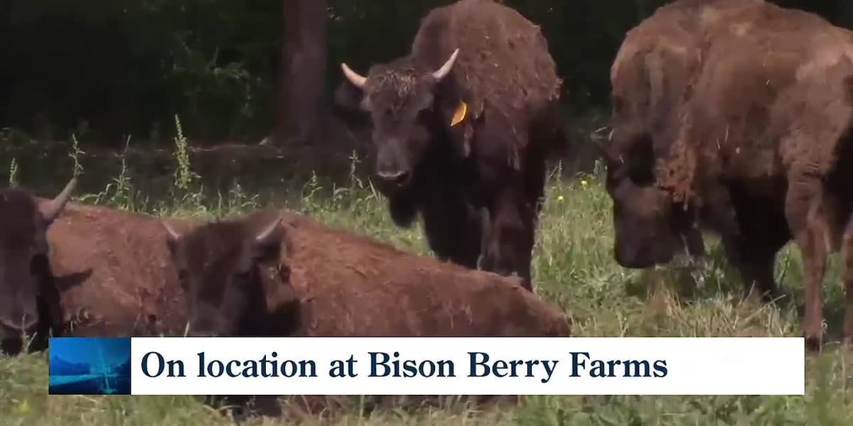 Bison meat & health benefits [Video]