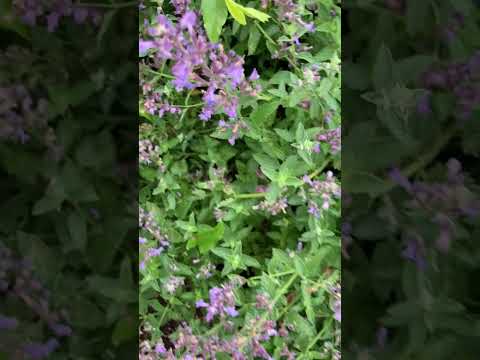 Hyssopus officinalis or hyssop native to the Middle East, Cough Suppressant & Eliminates Sore Throat [Video]
