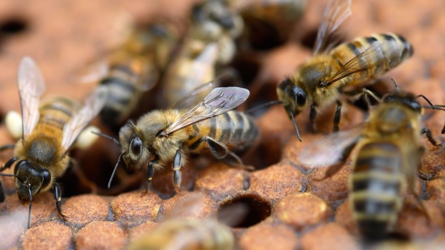 How honeybees could help diagnose lung cancer [Video]