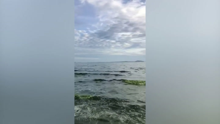 Sea turns green amid algae bloom on Thai beach | Climate [Video]