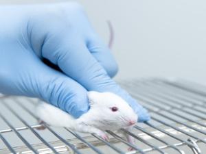 Just 1 in 20 Animal Studies Yield Treatments That Make it to Humans [Video]