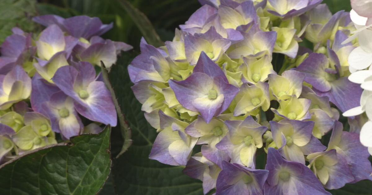 WDRB answers your flower questions with Wallitsch Gardens | News from WDRB [Video]