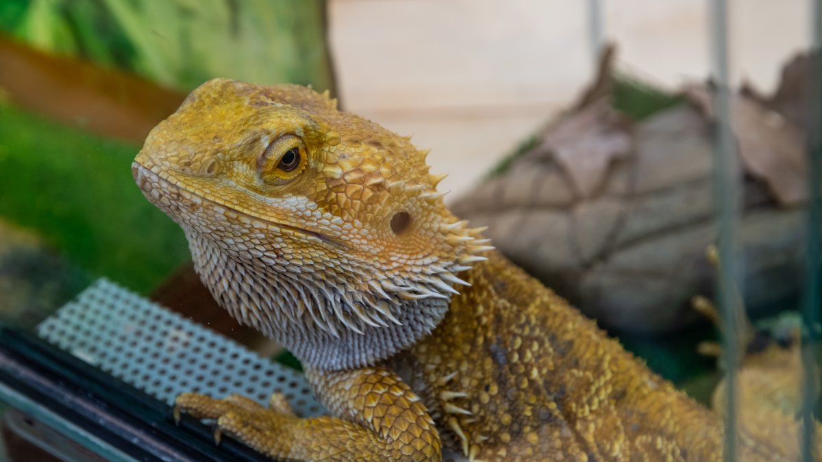 Salmonella outbreak linked to pet bearded dragons in NY, 8 other states: CDC  NBC New York [Video]