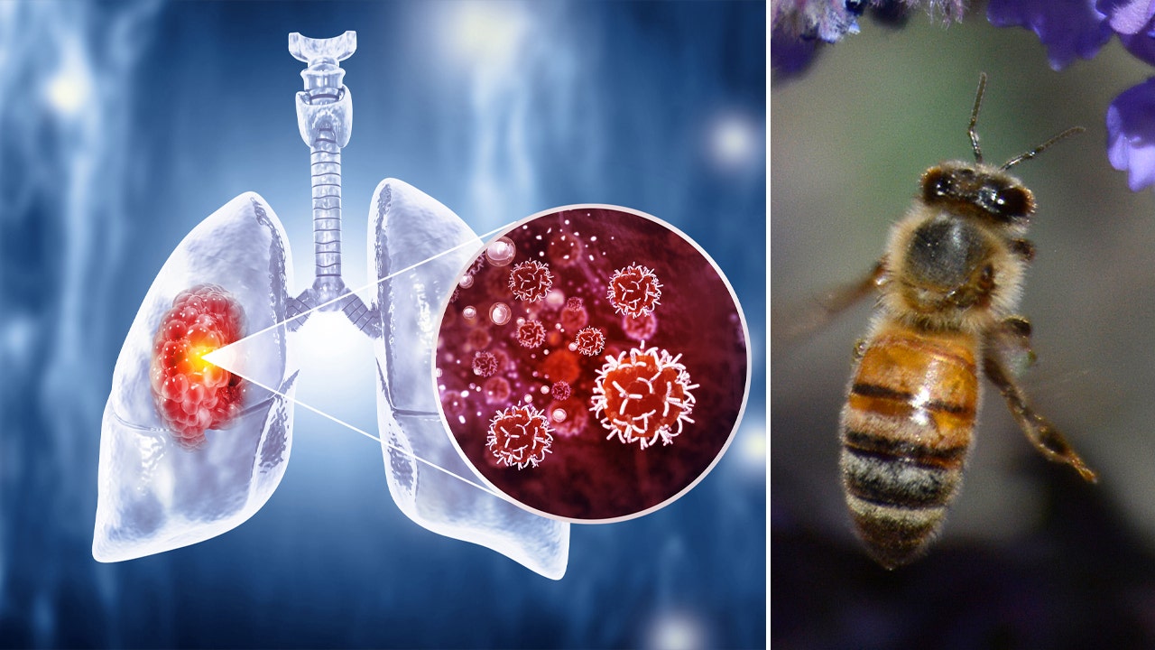 Honeybees can detect lung cancer, researchers say [Video]