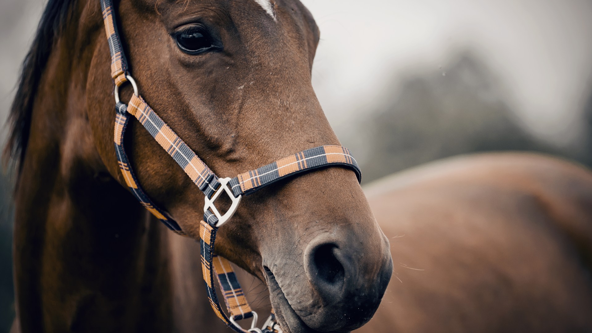 From horse with an allergy to badly behaved pooch – your pet queries answered [Video]