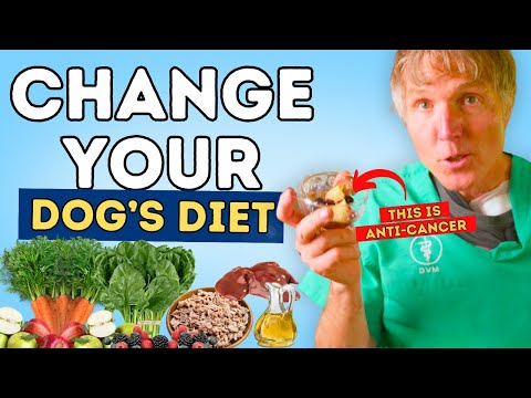 Prevent Cancer in Dog’s with These 7 Budget-Friendly Diet Tips [Video]