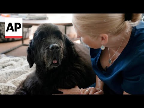 How to navigate the end of your pet’s life [Video]