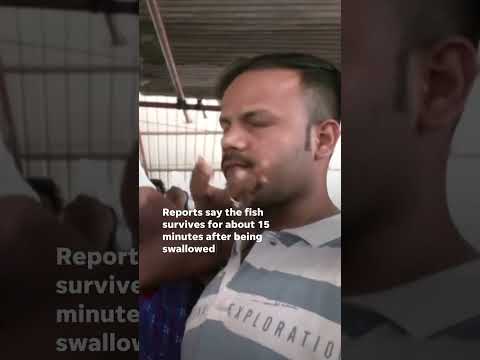 Got asthma? Indians swallow live fish to relieve respiratory problems [Video]