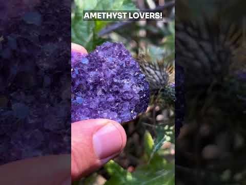 Amethyst Lovers! [Video]