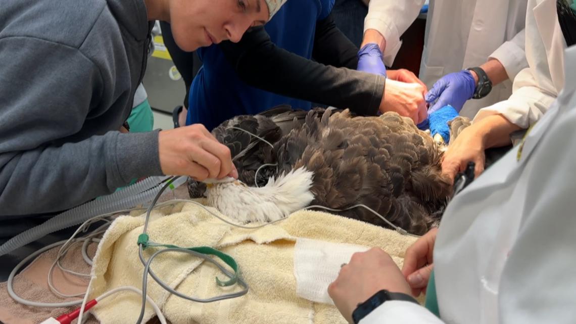 Bald eagle that performed at national events undergoes successful cataract surgery at UT [Video]